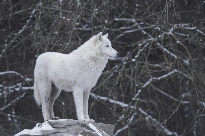 White wolf on a rock in a wooded landscape