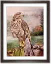 59.98e-cadre-rapace.webp