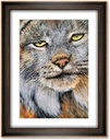 Lynx